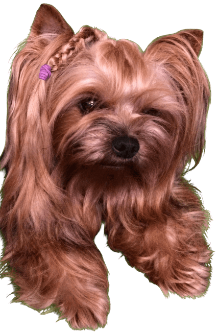 Lissa the Yorkshire Terrier