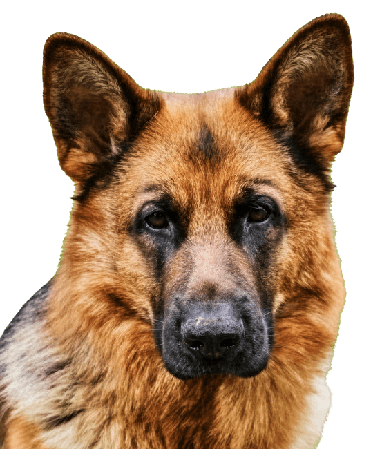 Tessa the German Shepherd